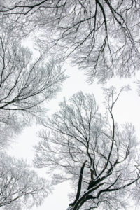 Snow-covered Teutoburg Forest in winter Snow-covered Teutoburg Forest in winter